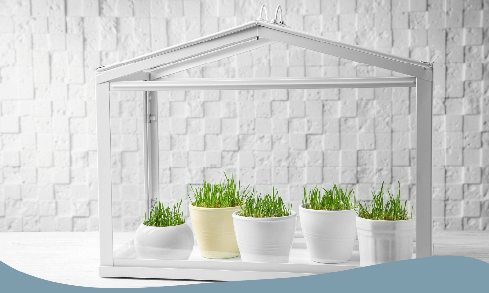 Litet drivhus i glasdesign med krukor och odlingsbricka för inomhusodling av gräs och skott.