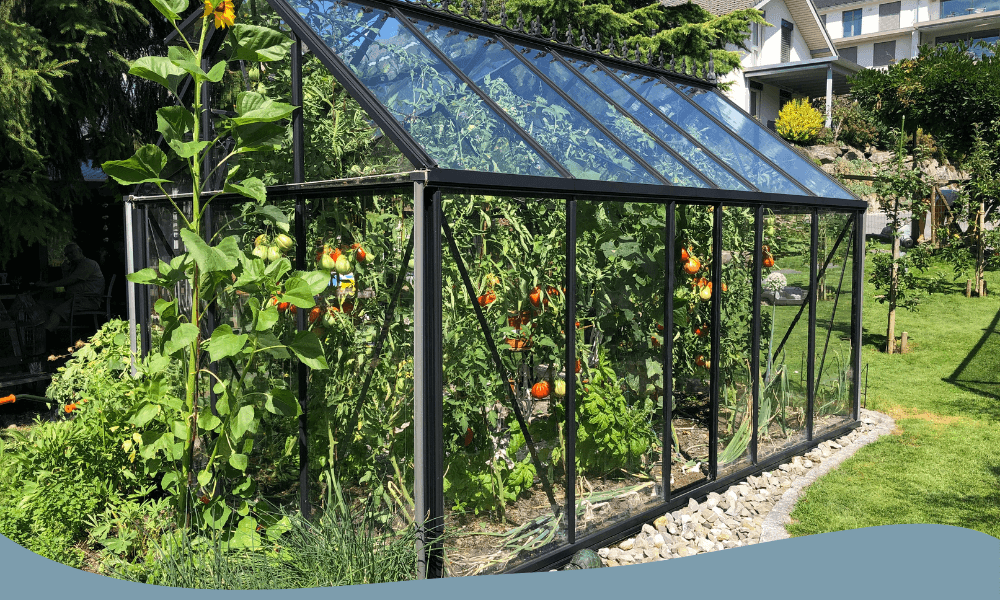 Stort glasväxthus i trädgård med tomatplantor och grönska, idealiskt för odling i hemmet.
